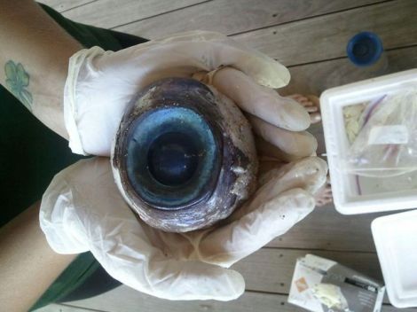 eyeball Photo: Florida Fish and Wildlife Conservation Commission, Carli Segelson