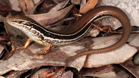 skink