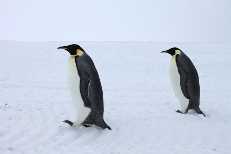 Photo: Eli Duke/Flickr