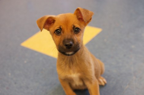 Photo: bullcitydogs/Flickr