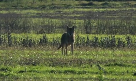 More like canid camera. Get it?? Photo: Cornell Lab or Ornothology.