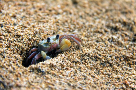 This little guy has feelings, too. Photo: jan van schijndel/Flickr