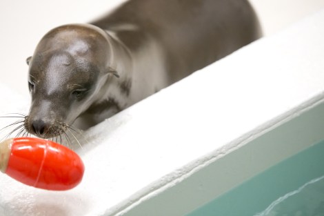 Cruz sniffs a training rattle. Photo:  Shedd Aquarium/Brenna Hernandez