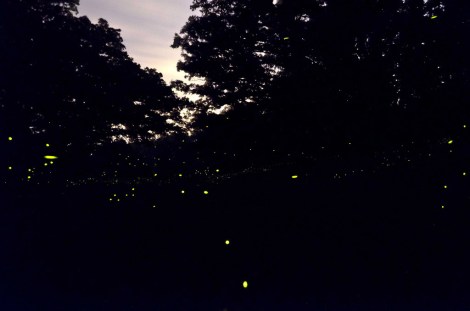 See? Pretty! Photo: Steve Hoefer/Flickr