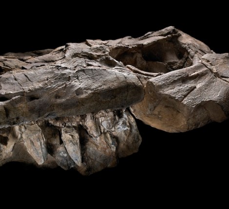 Thalattoarchon saurophagis' razor-sharp teeth set it apart. Photo: John Weinstein, The Field Museum, Chicago