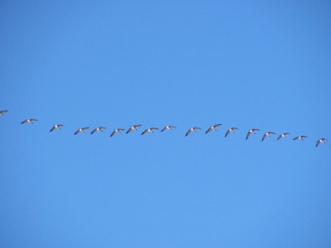 Just watch out for that shiny Trump Tower, fellas. Photo: David Fielding/Flickr
