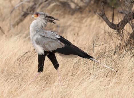 The Secretary Bird is just one species slated for breeding in the new facility. Photo: Sergey Yeliseev/Flickr