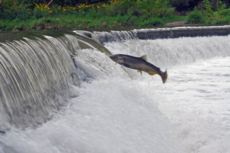 If salmon can do this, detecting a magnetic field doesn't seem that far-fetched. Photo: Steve Urszenyi/Flickr