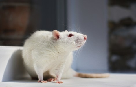 Inside the brains of rats, a mouse lives...sort of. Photo: Tatiana Bulyonkova/Flickr