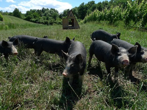 Photo: dpmitchell/Flickr