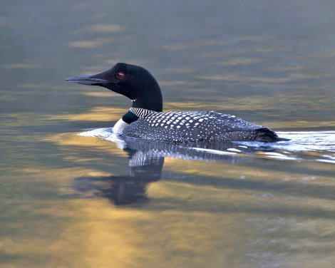 Photo: Keith Carver/Flickr