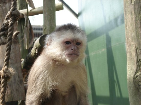 This monkey is totally judging you. Photo: Marion O'Sullivan