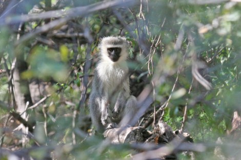 This little guy has some speech patterns similar to our own. Photo: Mike Richardson and Sarah Winch/Flickr