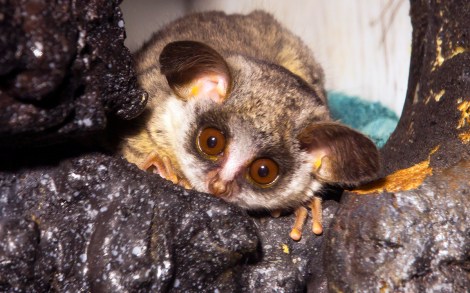 Peekaboo! Photo: Lincoln Park Zoo